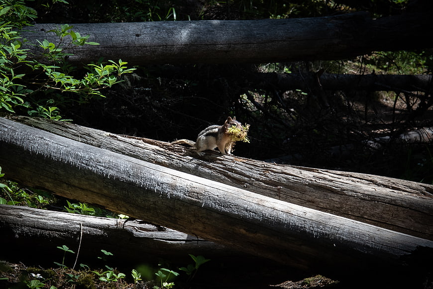 Chipmunk carrying greenery on a fallen log in forest