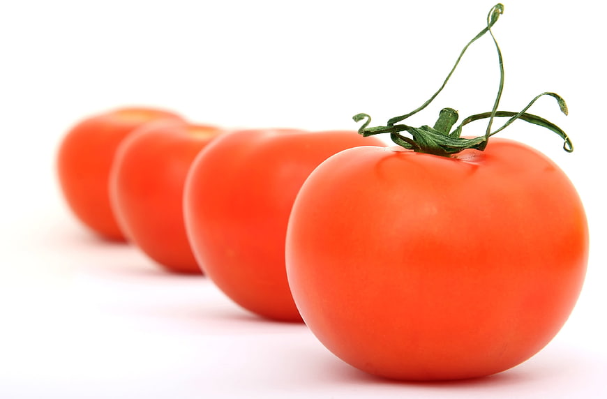 Fresh Red Tomatoes in a Row on White Background