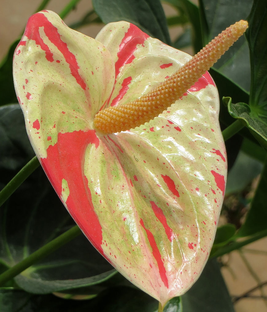 Close-up of Variegated Pink and Green Anthurium Flower