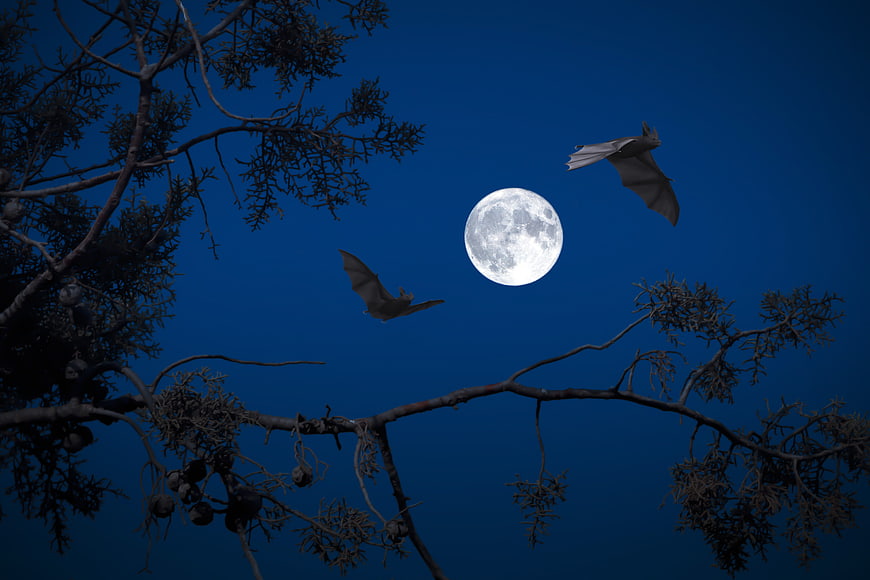 Bats Flying Silhouetted Against Full Moon And Dark Blue Night Sky