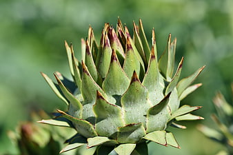 Close-up of fresh green artichoke with purple tips