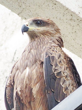 Close-up portrait of a black kite bird perched on a ledge