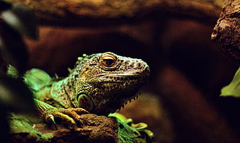 Close-up of a Green Iguana Resting on a Branch