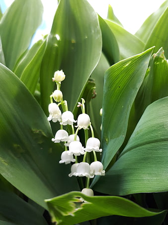 Close-up of white lily of the valley flowers on green leaves