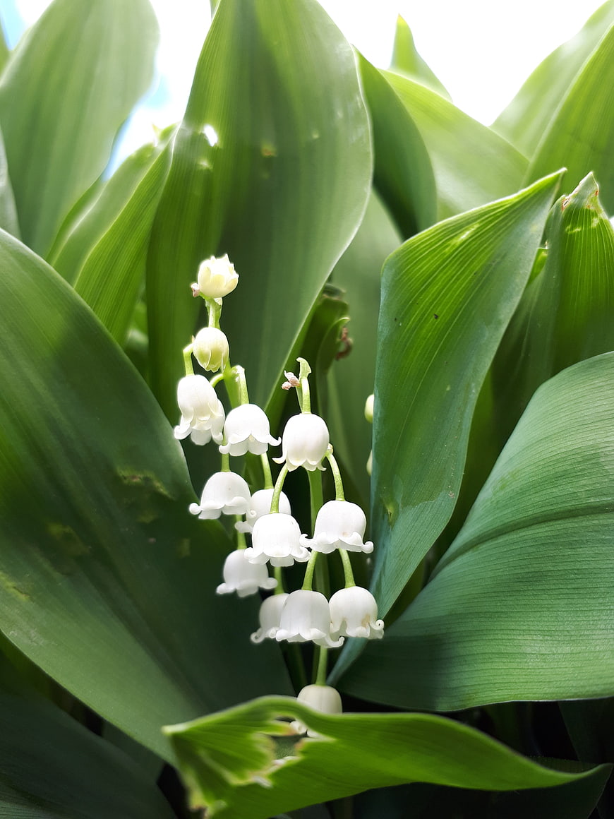 Close-up of white lily of the valley flowers on green leaves