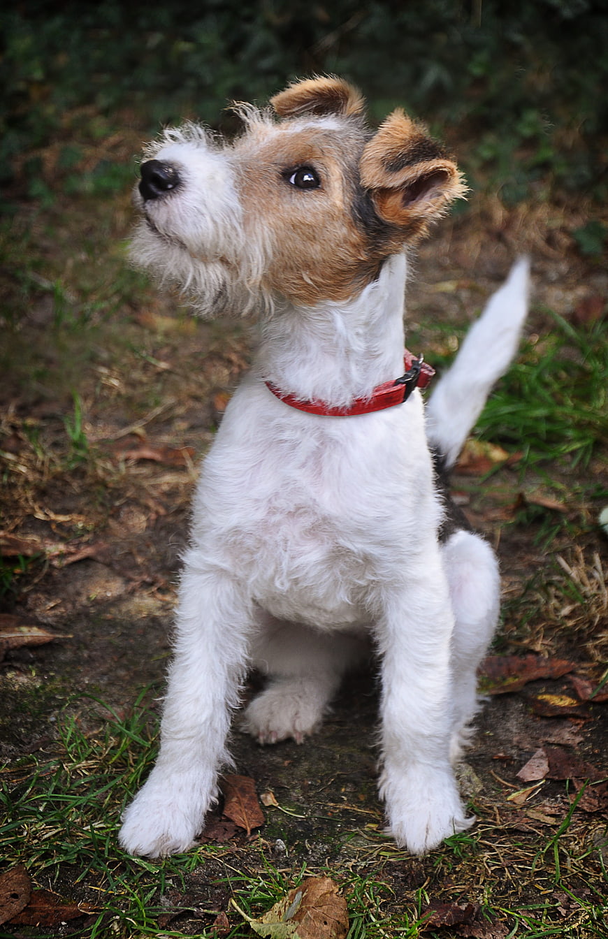 Cute Fox Terrier Puppy Sitting in Forest