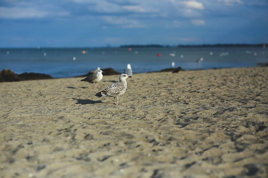 Seagull standing on sandy beach with ocean background