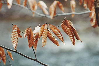 Dried brown beech leaves hanging on a branch in autumn