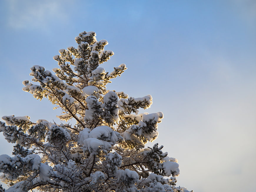 Snow-covered pine tree branches against a clear blue winter sky