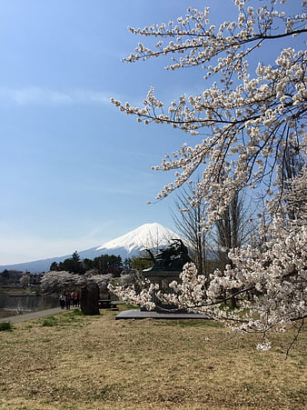 Mount Fuji with Cherry Blossoms in Spring Park