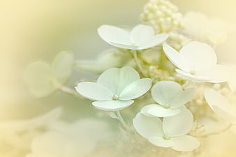 Soft Focus White Hydrangea Flowers with Cream Background