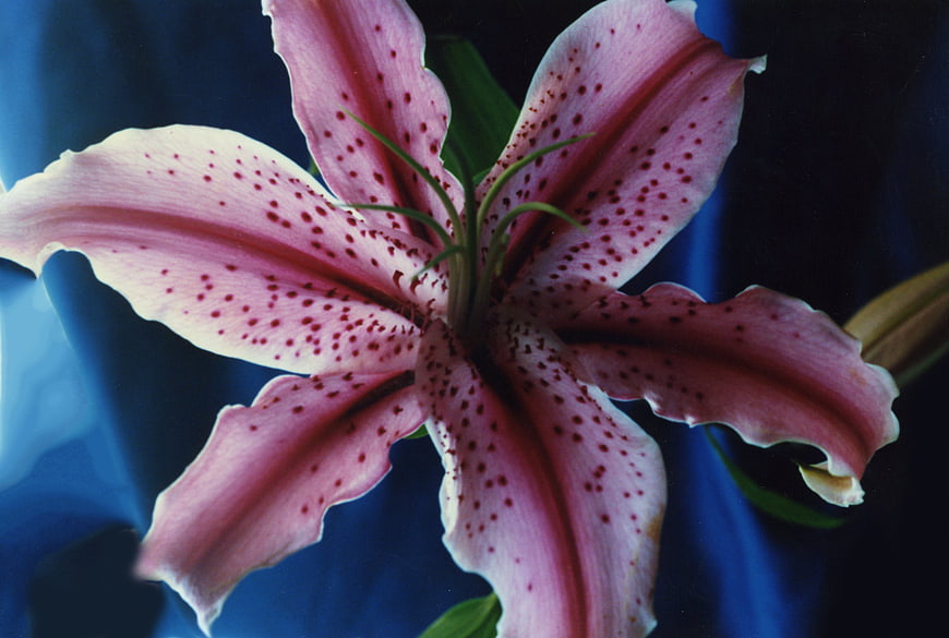 Close-up of pink speckled lily flower on blue background
