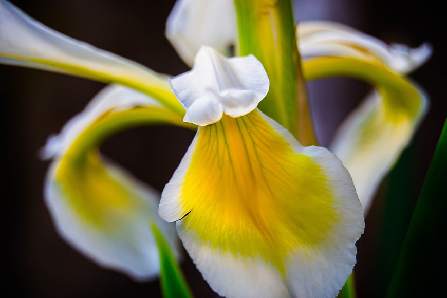 Close-up of white and yellow iris flower petals