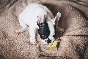 Cute French Bulldog Puppy with Gold Gift Box on Blanket