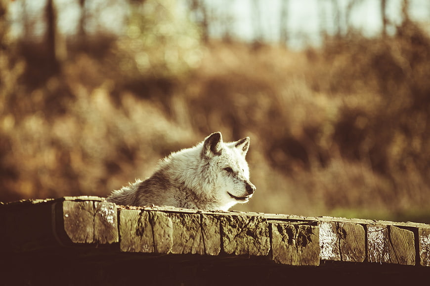 White Timber Wolf Resting on Wooden Fence in Forest