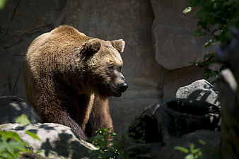 Brown Bear Sitting on Rocks in Natural Habitat