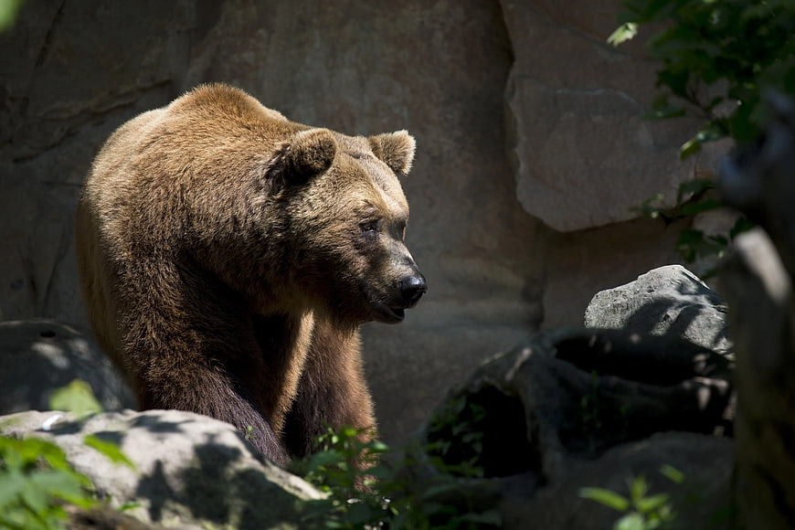 Brown Bear Sitting on Rocks in Natural Habitat
