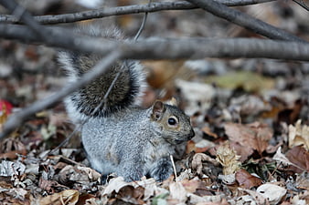 Gray squirrel foraging in autumn leaves