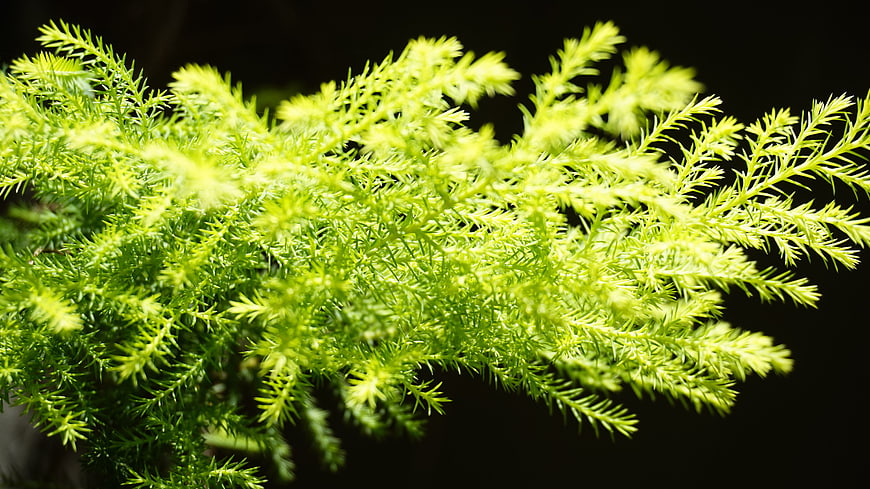 Close-up of vibrant green asparagus fern foliage against dark background