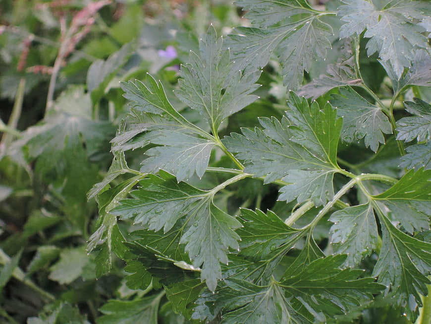 Close-up of fresh parsley leaves with water droplets