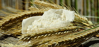 White flour in linen bag surrounded by golden wheat stalks
