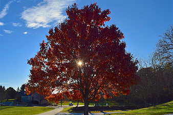 Vibrant Red Maple Tree with Sunburst in Autumn Park