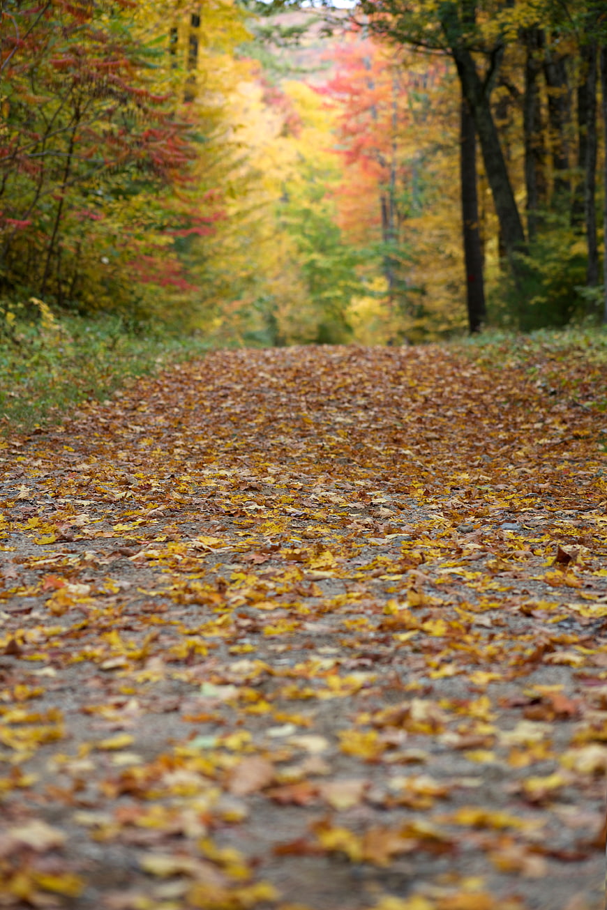 Autumn Forest Path Covered in Fallen Leaves