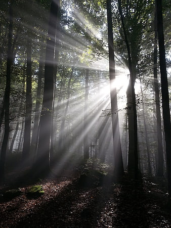 Sunbeams shining through misty forest trees