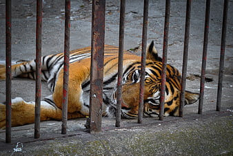 Sleeping tiger behind rusty metal bars in zoo enclosure