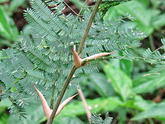 Close-up of Thorny Plant Stem with Green Leaves