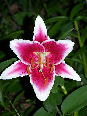 Vibrant Pink and White Lily Flower Close-Up