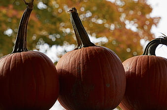Close-up of three orange pumpkins with autumn foliage background