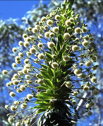 White Yucca Flowers Blooming Against Blue Sky