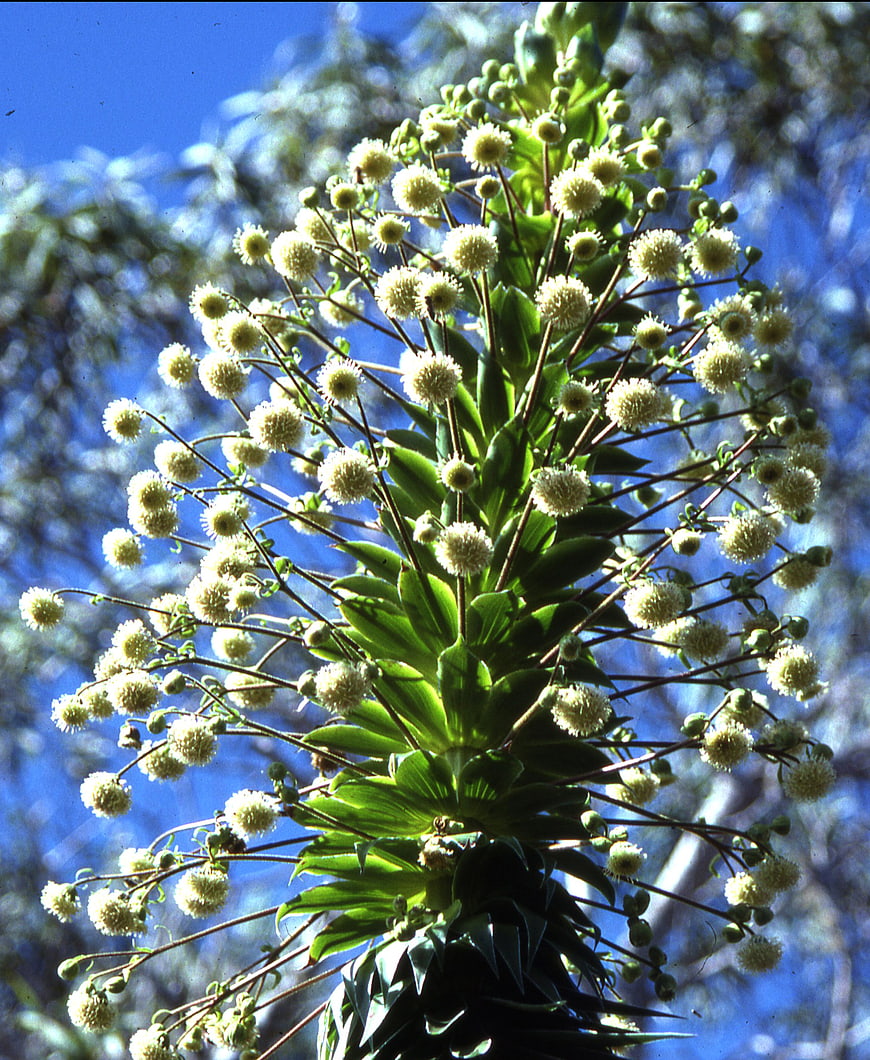 White Yucca Flowers Blooming Against Blue Sky