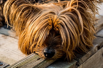Close-up of a Yorkshire Terrier Sleeping on Wooden Deck