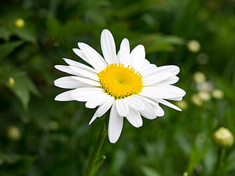 Close-up of a White Daisy with Yellow Center