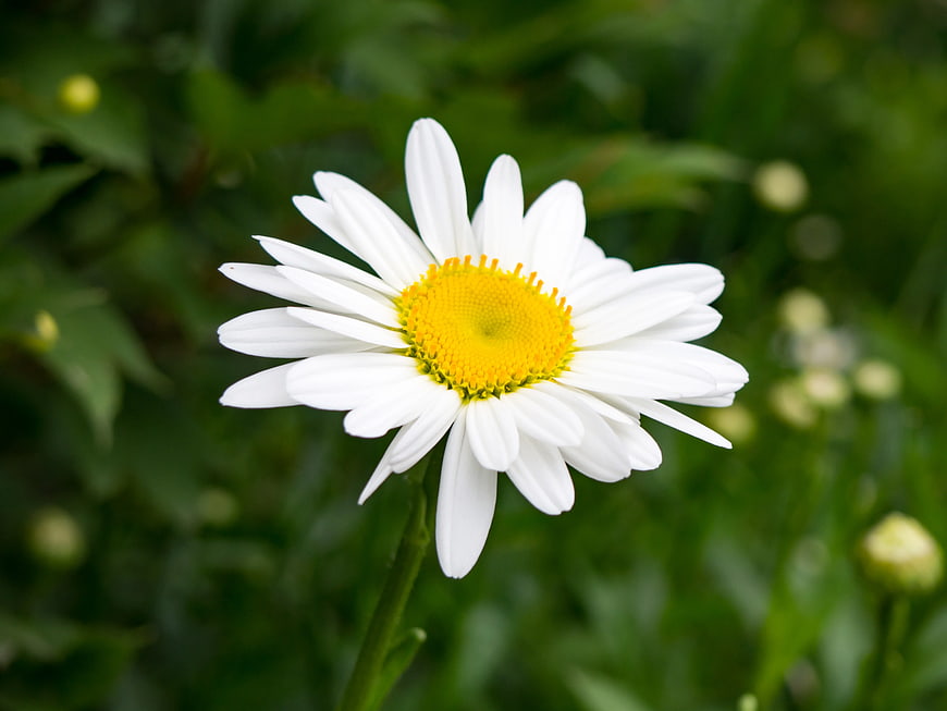 Close-up of a White Daisy with Yellow Center