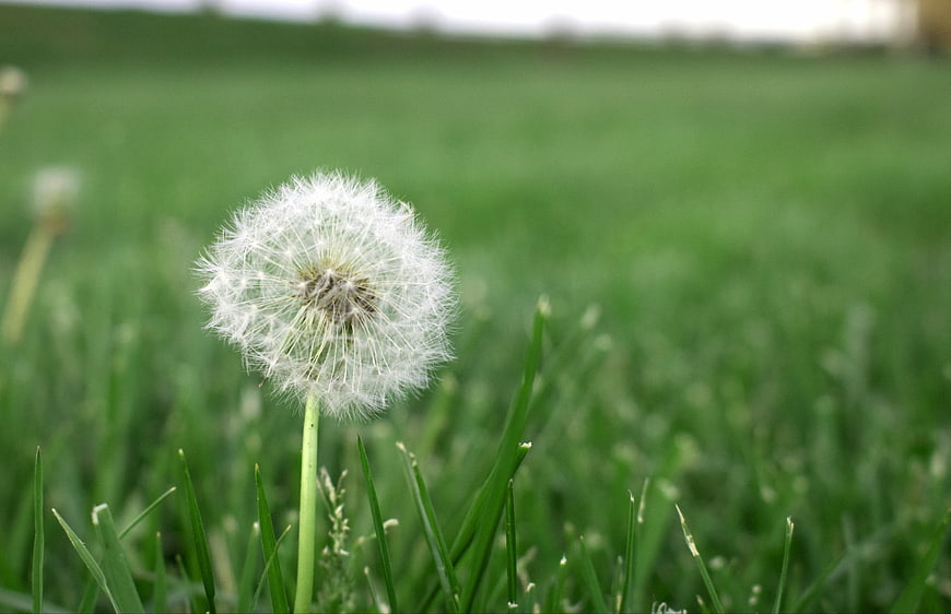 Close-up of a white dandelion seed head in green grass