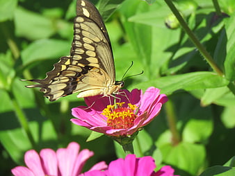 Eastern Tiger Swallowtail Butterfly on Pink Zinnia Flower