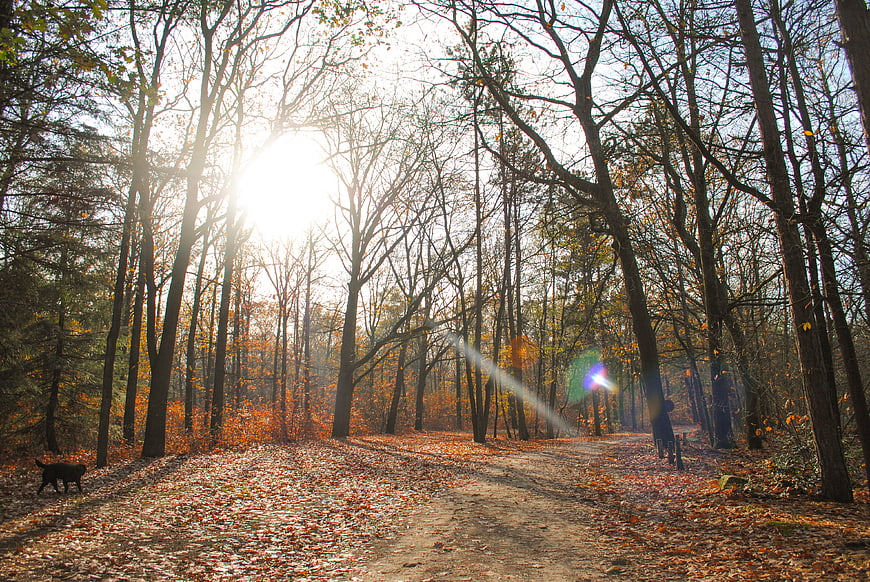 Sunlit forest path with autumn leaves and a black dog