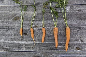 Fresh organic carrots with green tops on rustic wooden background