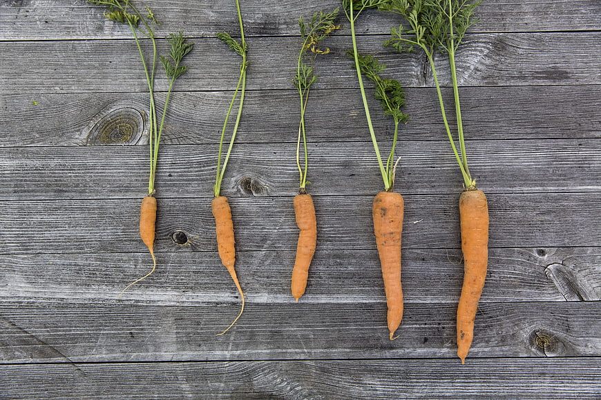 Fresh organic carrots with green tops on rustic wooden background