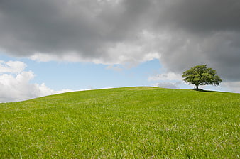 Solitary tree on green hill under dramatic cloudy sky