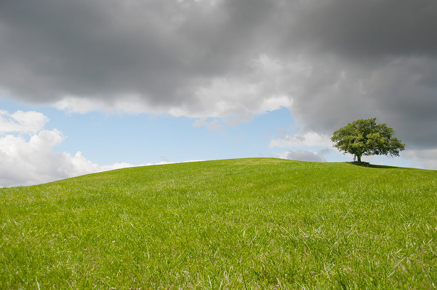 Solitary tree on green hill under dramatic cloudy sky