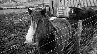 Black and white portrait of a horse behind a wire fence