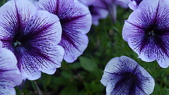 Close-up of purple petunia flowers with dark veins