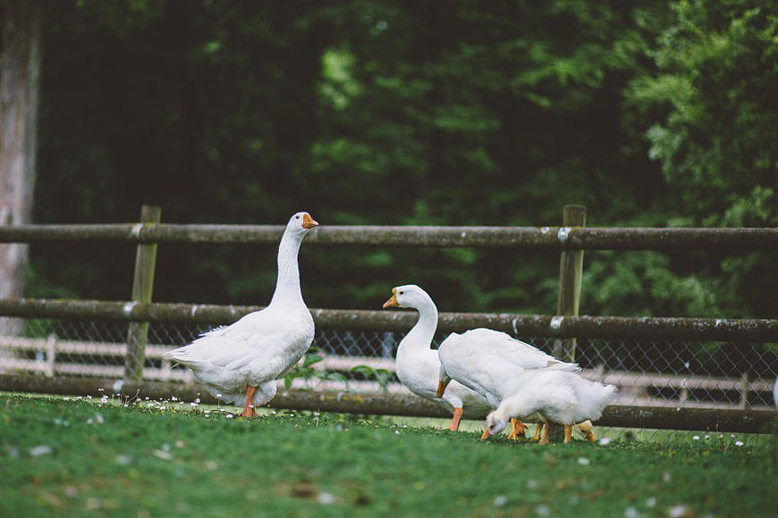 White Geese Grazing on Green Grass Near Wooden Fence