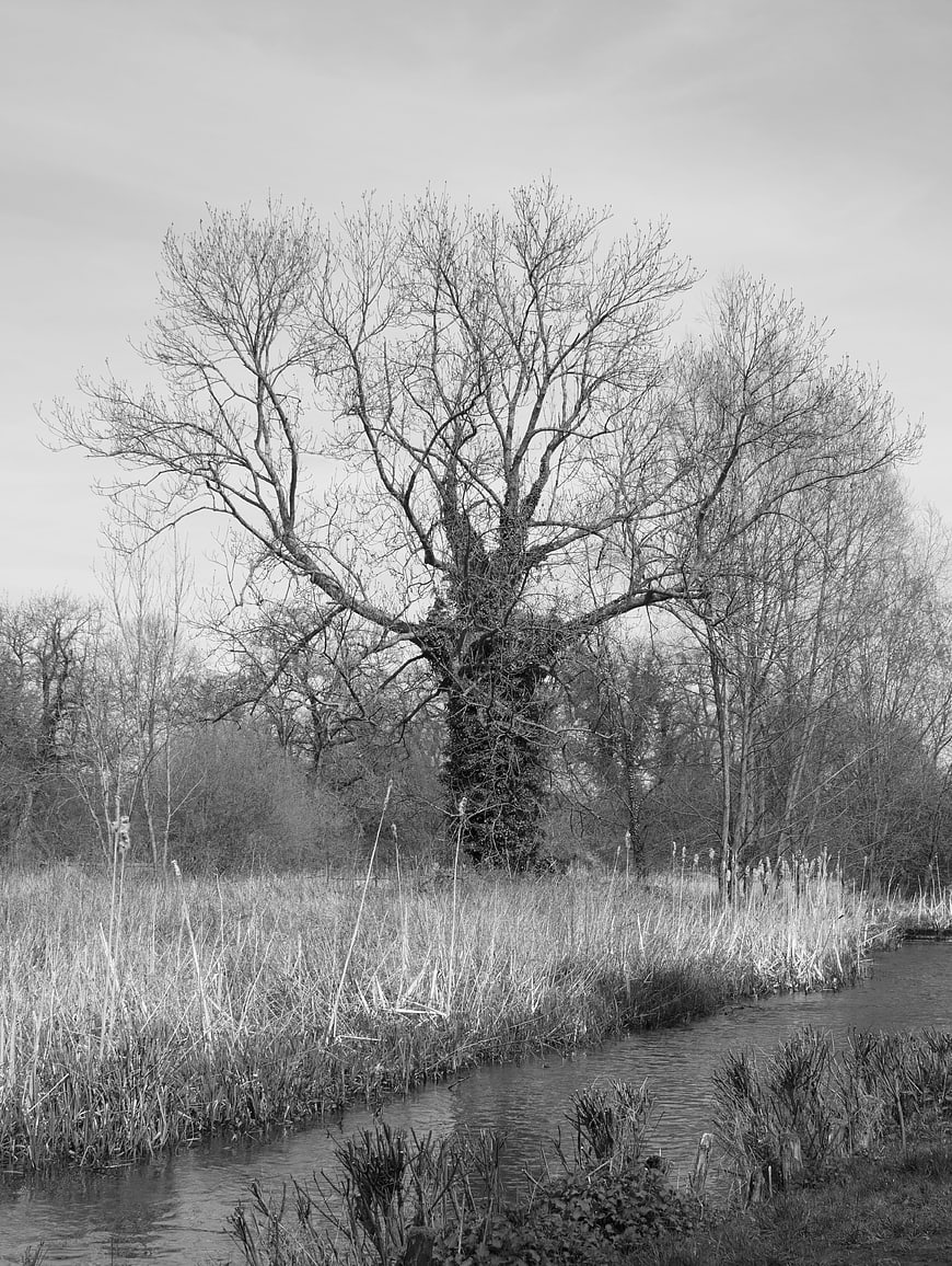 Black and white photo of a bare tree by a river in winter