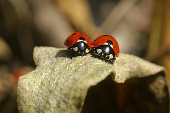 Two Ladybugs on a Leaf in Macro Photography
