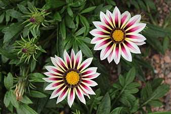 Gazania flowers with white, red, and yellow petals in garden